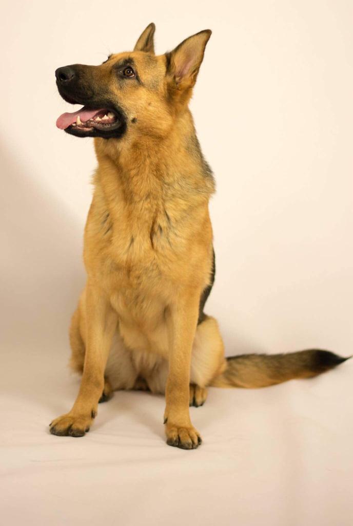 Female German Shepherd in Shildon, County Durham Gumtree