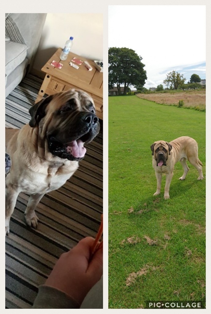 English Mastiff x Labrador puppies in Stranraer, Dumfries and Galloway Gumtree
