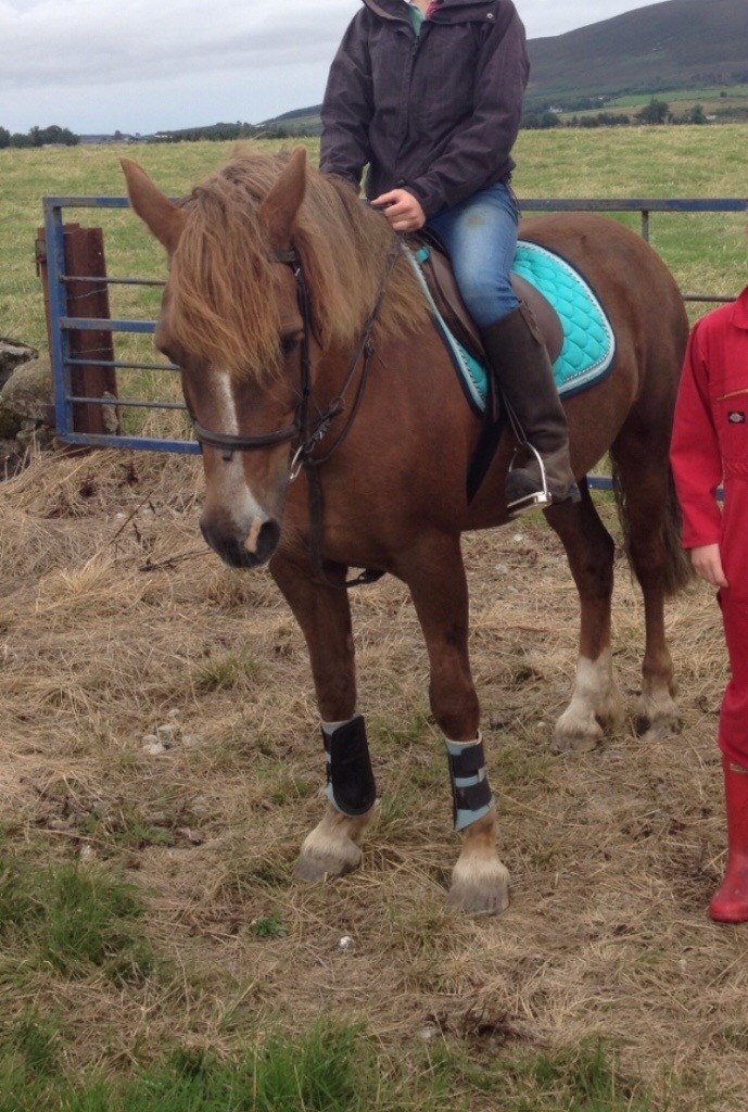 14.2hh Welsh Cross in Keith, Moray Gumtree