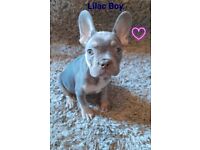 *REDUCED* French Bulldog Puppies 16 Weeks Old 