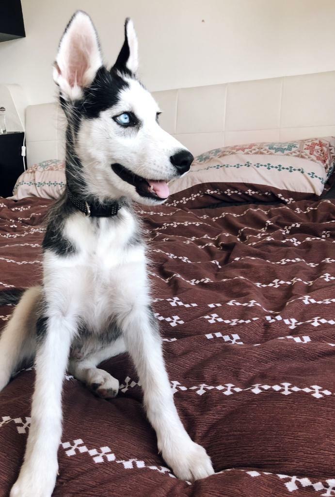 Syberian Husky in Goole, East Yorkshire Gumtree