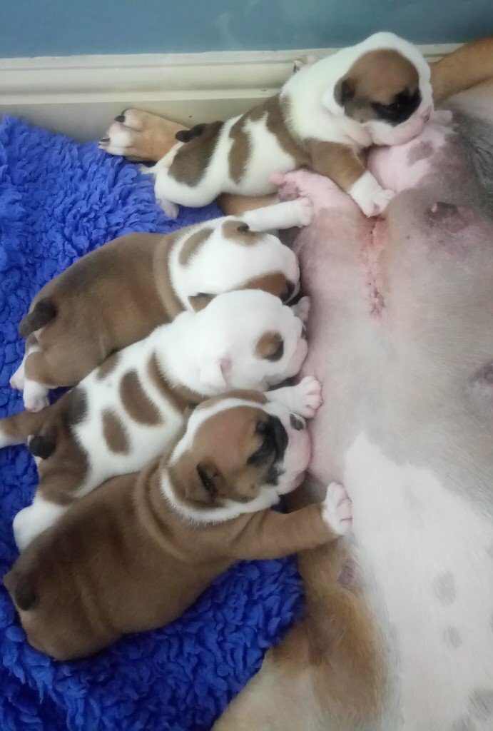 Beautiful Kennel Club registered Bulldog Puppies for sale to 5 star