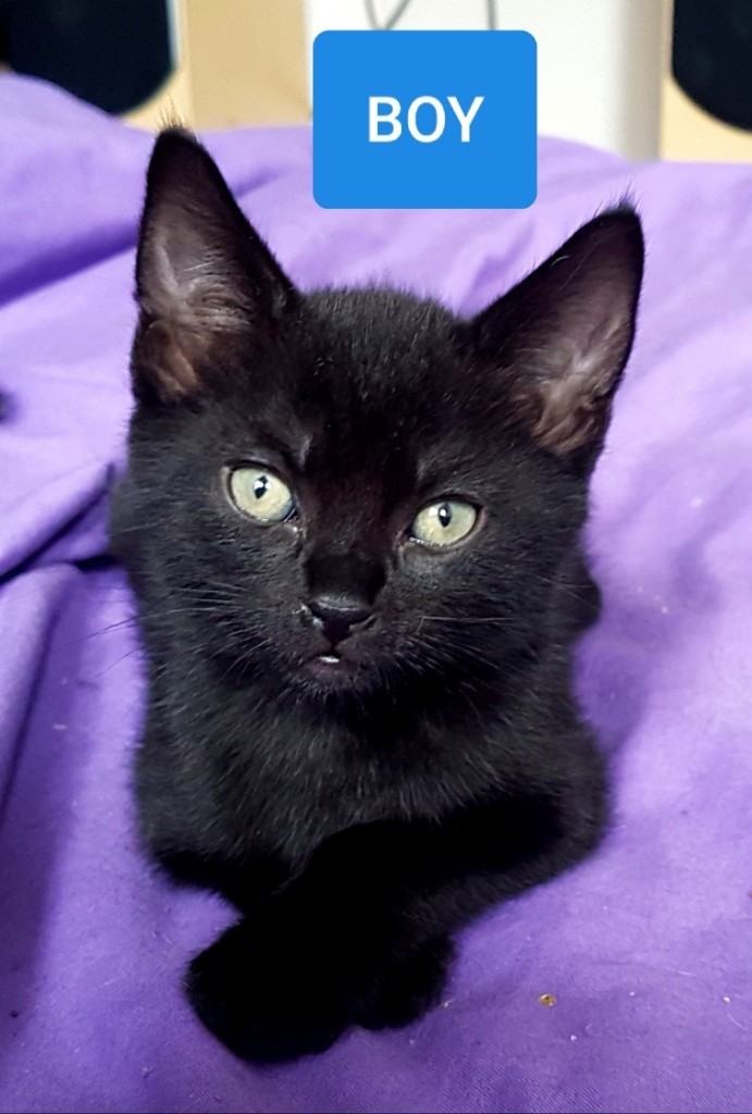 9 week old kittens ready now. | in Guildford, Surrey | Gumtree