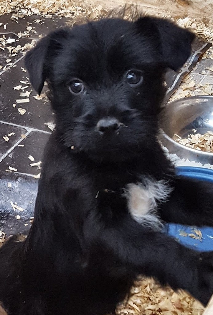 Jack russel x cairn male pup in Launceston, Cornwall Gumtree