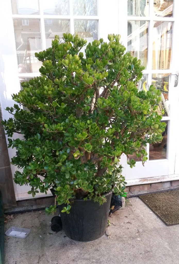 Giant Jade/ Money/ Friendship plant (Crassula Ovata) in