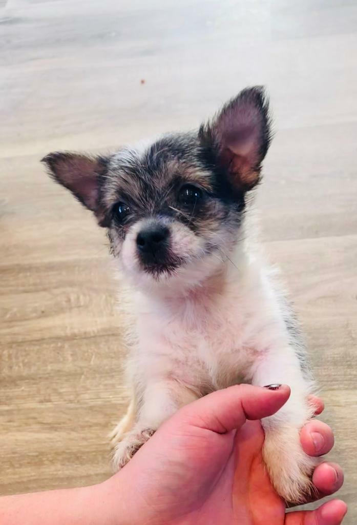Long haired chihuahua x terrier puppies in Leeds, West Yorkshire