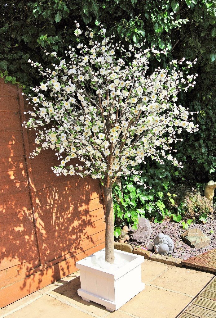 6 foot tall Cherry Blossom Trees x 2 for Sale. Weddings/Events