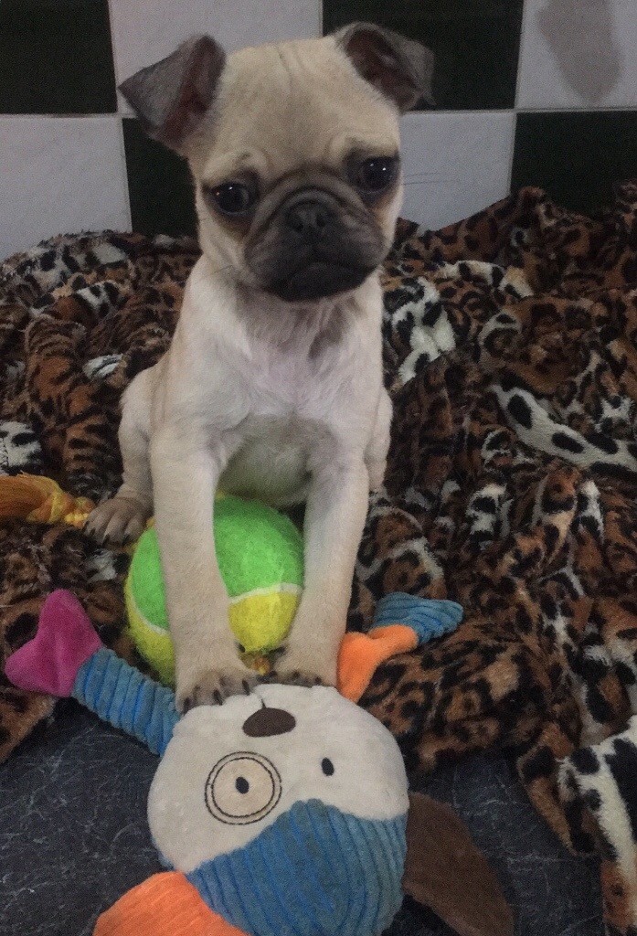 16 week old Male pug puppy in Southampton, Hampshire Gumtree