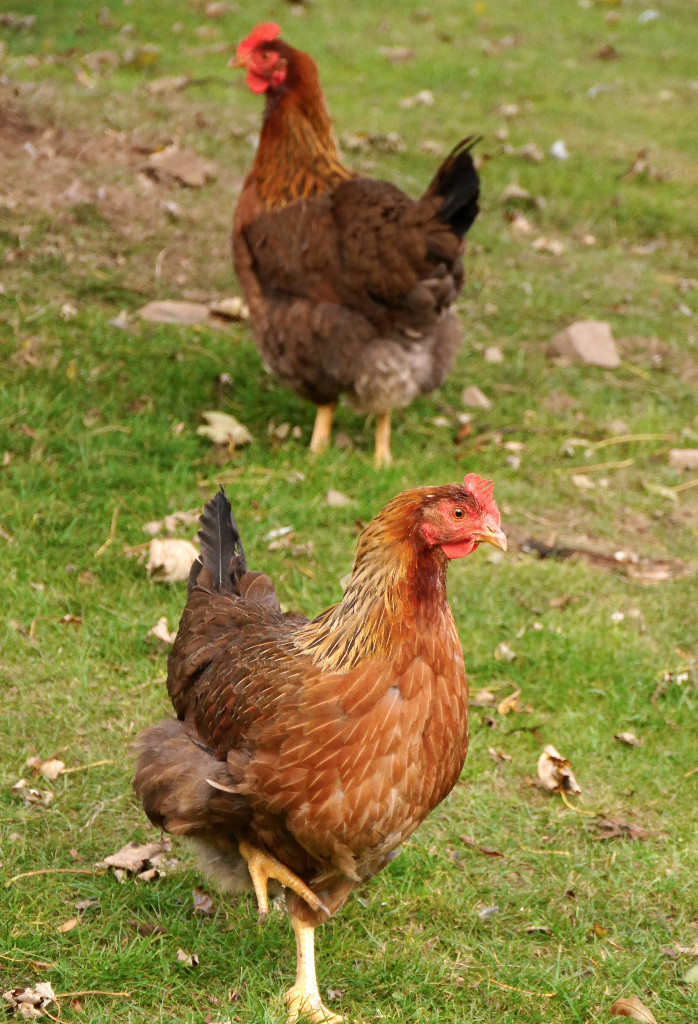 Welsummer Hen And Young Rooster In Dromore County Down Gumtree