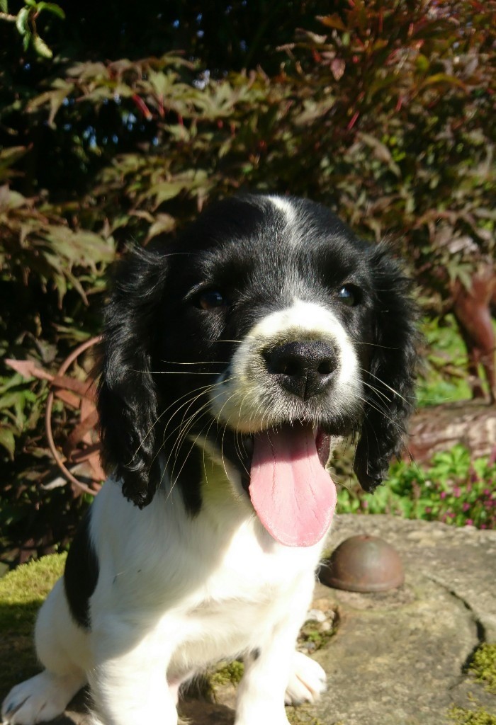 Sprocker puppy for sale in Thornhill, Dumfries and Galloway Gumtree
