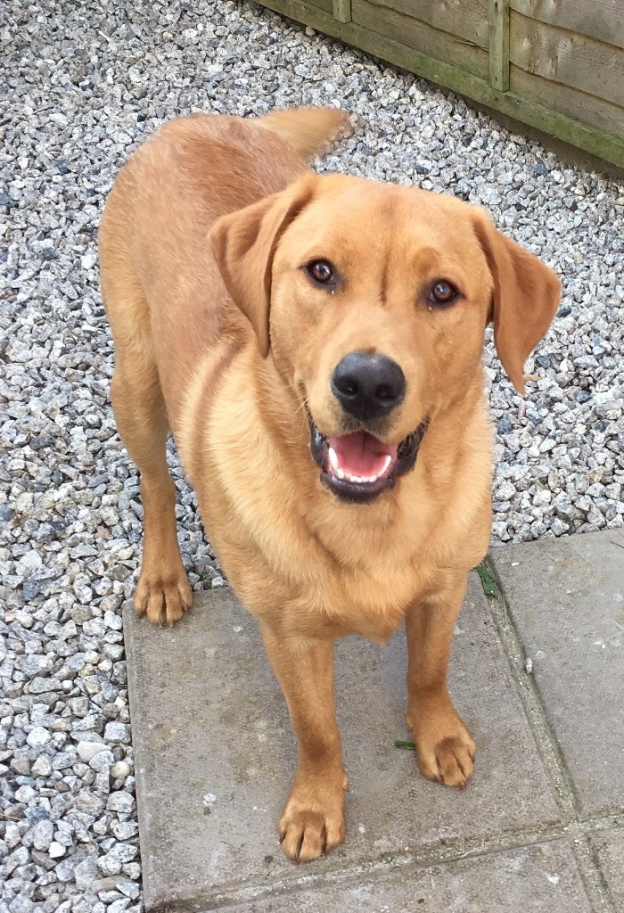 Beautiful fox red labrador for sale in Delabole, Cornwall Gumtree