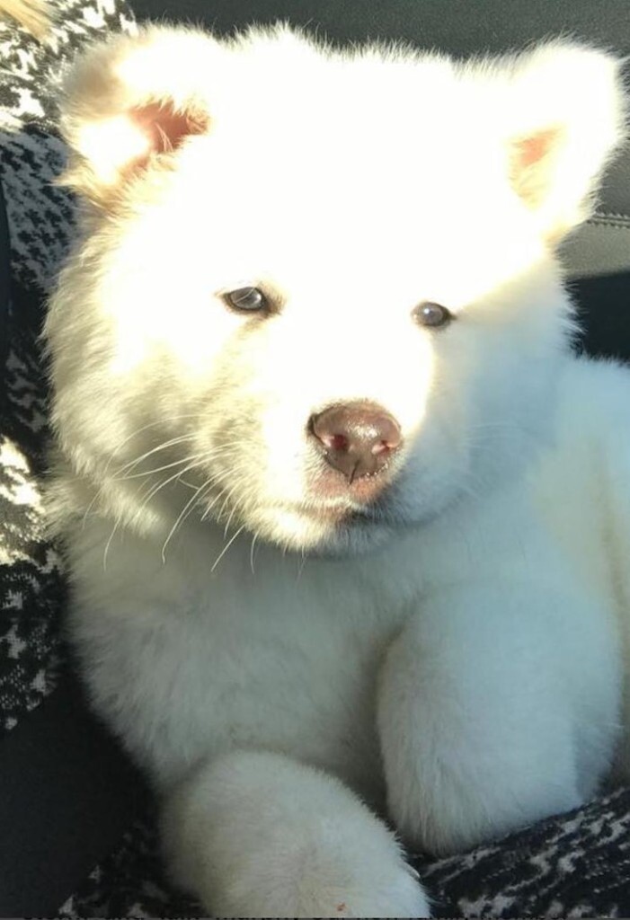Pure White Akita Puppies For Sale in Haywards Heath, West Sussex