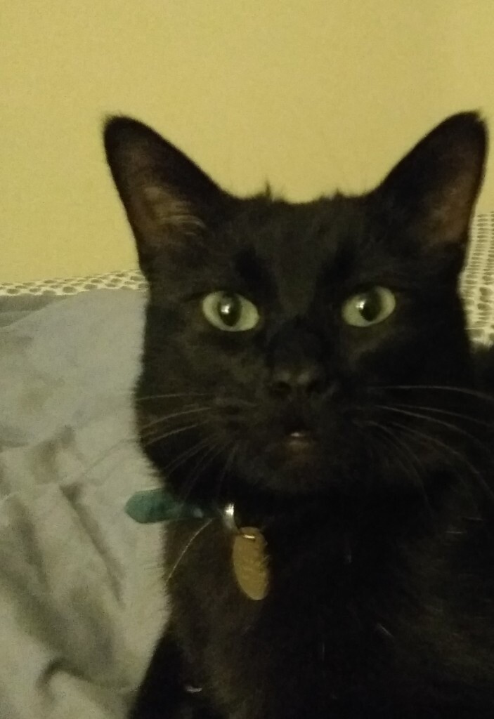 LOST BLACK CAT PERTH in Perth, Perth and Kinross Gumtree