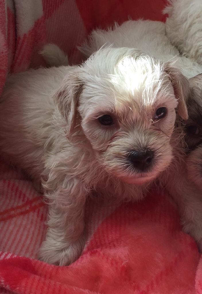 27+ Bichon Frise And A Shih Tzu Pic - Bleumoonproductions