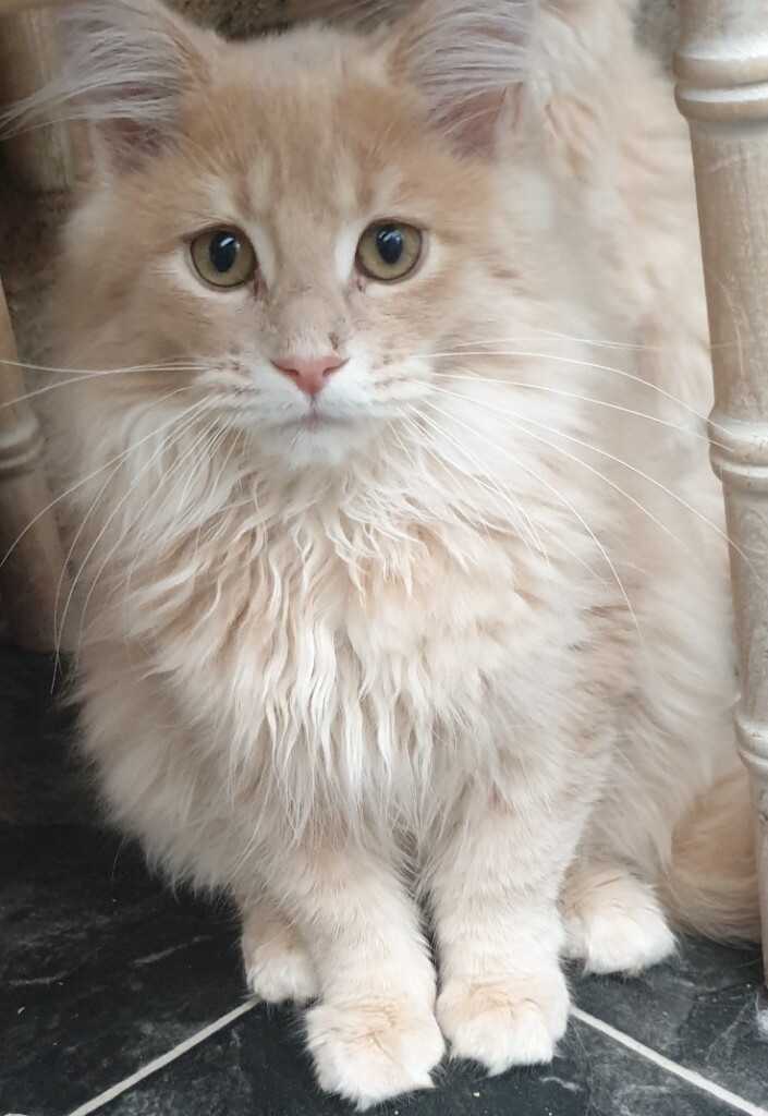 Very rear ticked Maine Coon kitten in Crawley, West Sussex Gumtree