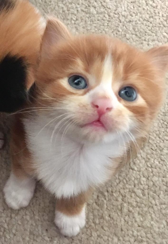Ginger and white long haired kitten in Guiseley, West Yorkshire Gumtree