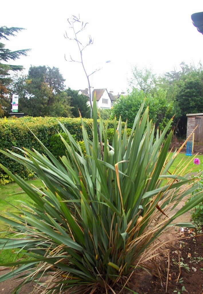 Large Yucca Plant Bush Outdoors Hardy approx 5ft in West