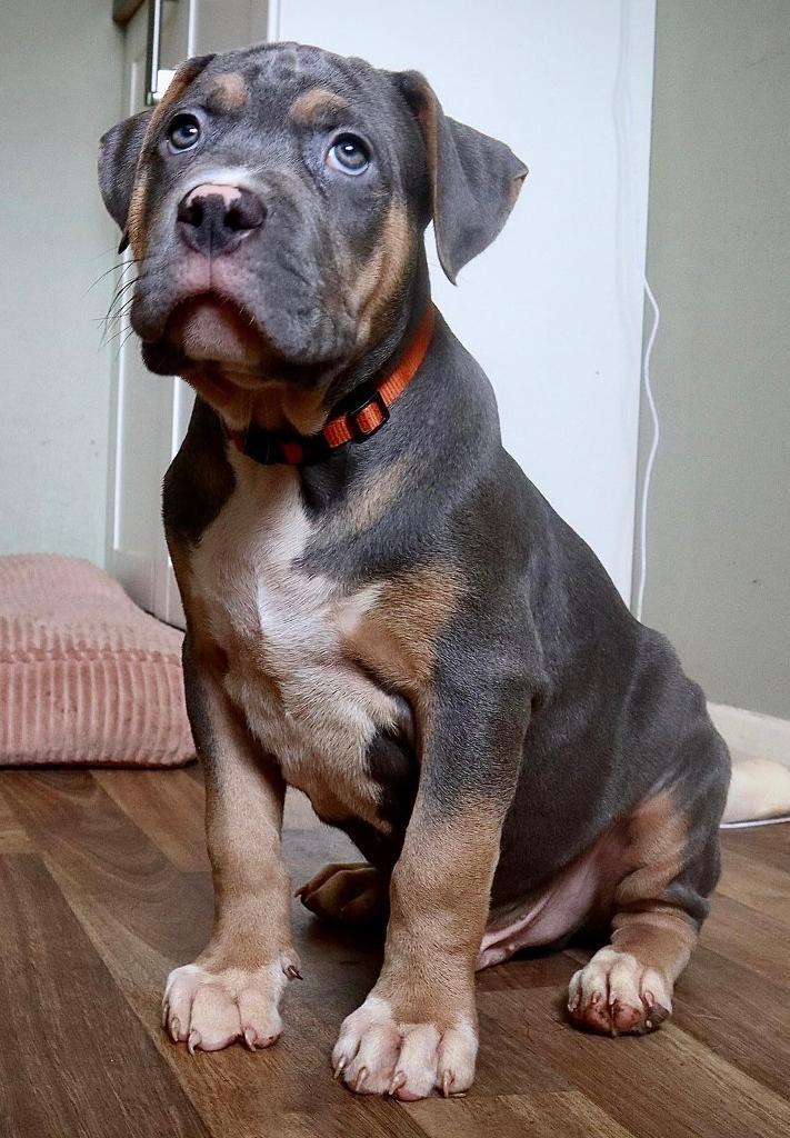 Champ bossy bloodline XL American Bully puppies in St Neots