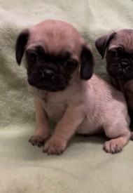 German Shepherds Puppy Long Haired In Waterlooville Hampshire