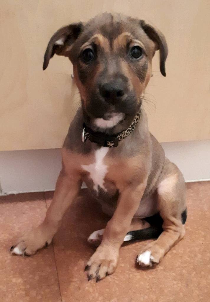 Female Staffy x Lurcher Puppy in Sunderland, Tyne and Wear Gumtree