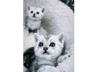 Silver British Shorthair Kittens (male ready to go)