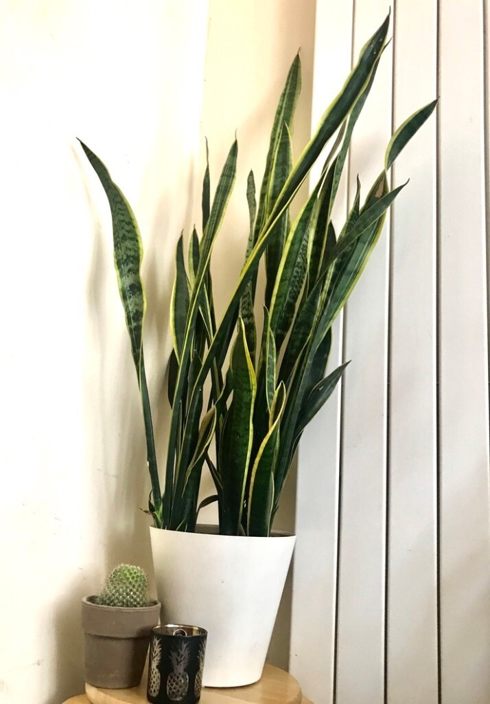 Snake Plants With Drainage Pot In Bethnal Green London Gumtree