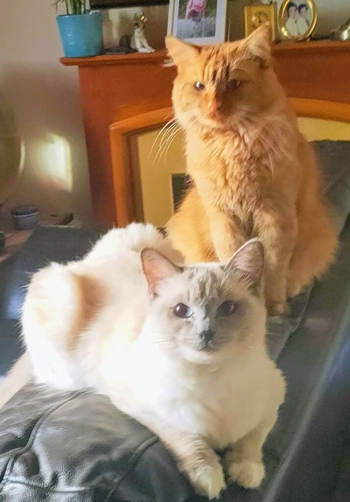 Kittens for sale in Dundee Gumtree