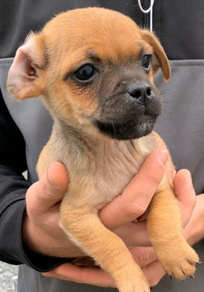 Jug puppies in Warrington, Cheshire Gumtree