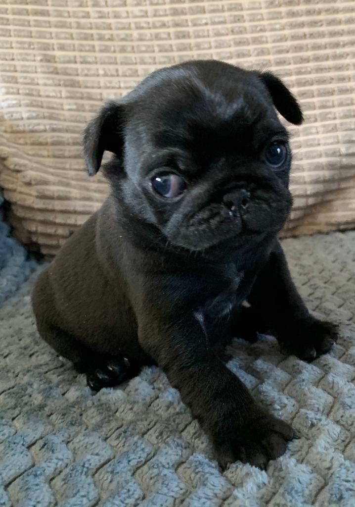 KC Registered Male Pug Puppy, Black Boy left in Battle, East Sussex