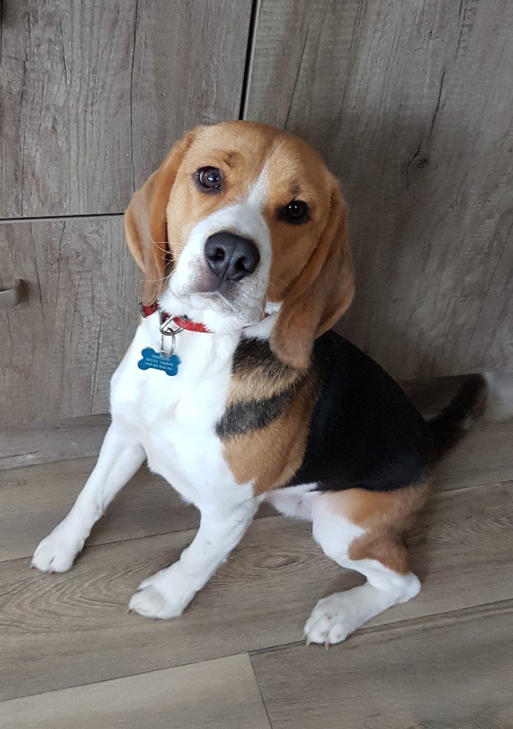 1 year old pedigree Beagle dog. in Kirkcaldy, Fife Gumtree