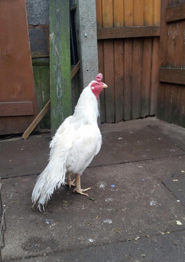 Aseel pure white chicken in Ward End, West Midlands Gumtree