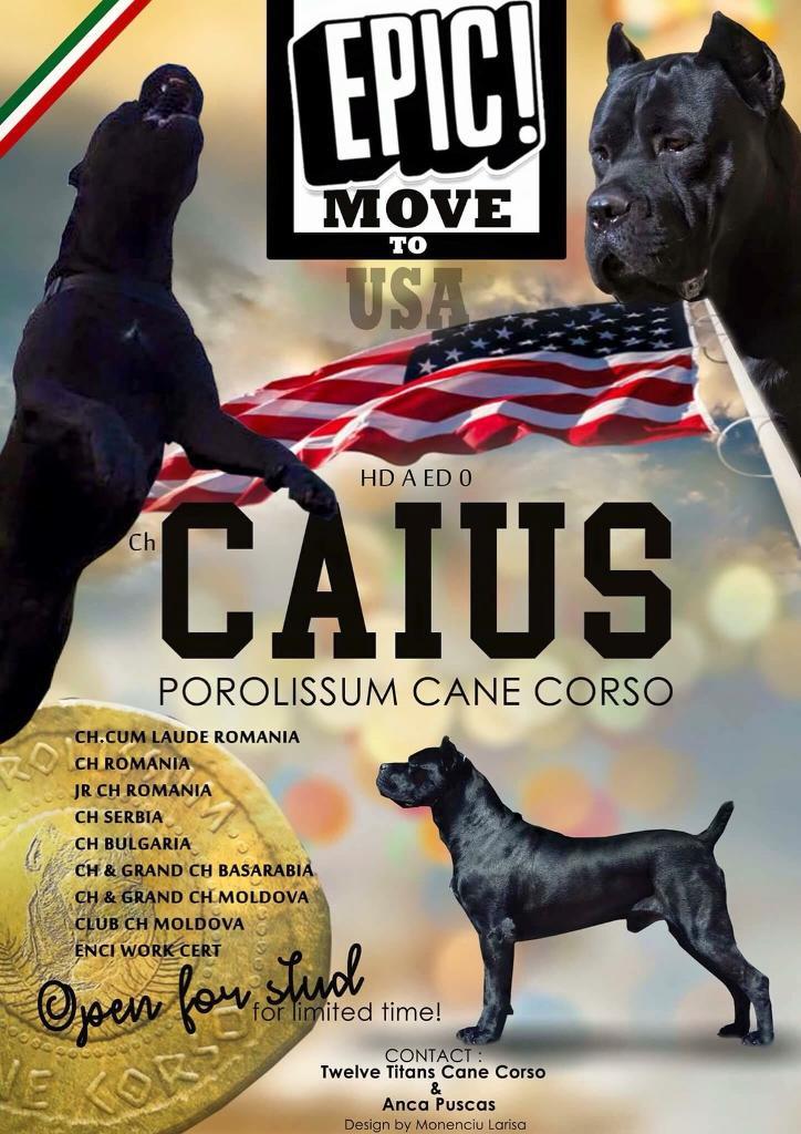 Beautiful Cane Corso Puppies For Sale In Grays Essex Gumtree