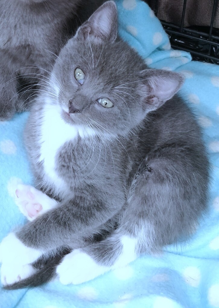 ABSOLUTELY BEAUTIFUL RUSSIAN BLUE KITTENS 9 WEEKS OLD. VET CHECKED in