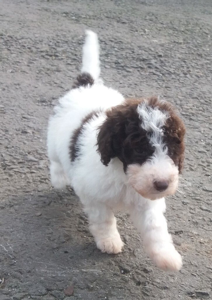 Standard Poodle Parti (brown&white) & Solid Chocolate Brown Puppies