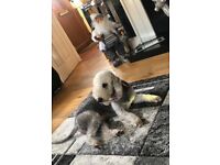 Bedlington terrier puppies for sale