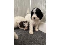 Cockapoo puppies boy and girls 
