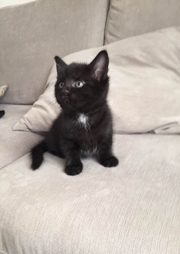 2 Very cute Adorable black kittens 1 male & 1 female fully litter