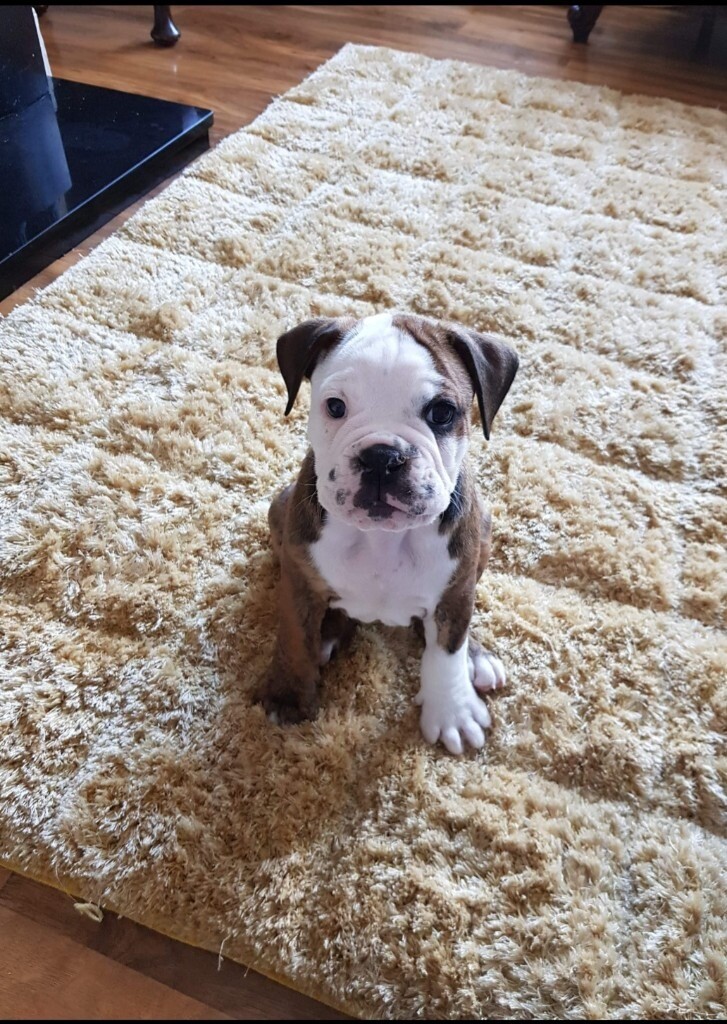 Old tyme english bulldog in Sunderland, Tyne and Wear Gumtree