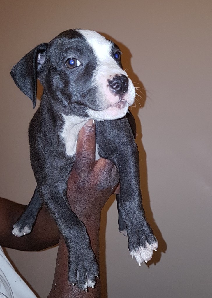Blue Black Pedigree Staffordshire Bull Terrier puppy for sale in West Drayton, London Gumtree