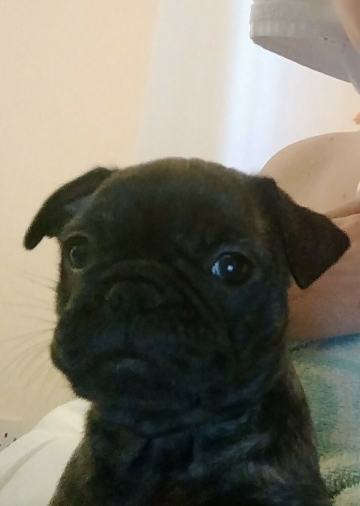 French Bulldog X Pug puppy for sale in Brighton, East Sussex Gumtree