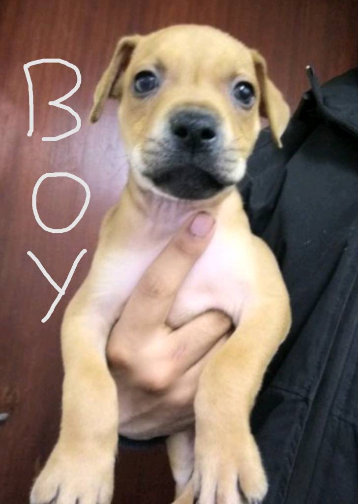 Staff cross American bulldog in Penn, Buckinghamshire Gumtree
