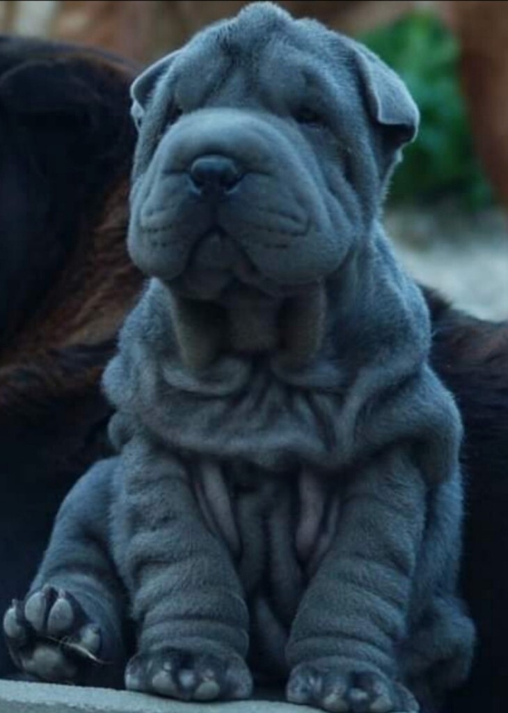 Beautiful Blue & Lilac Shar Pei Puppies in Belfast City Centre