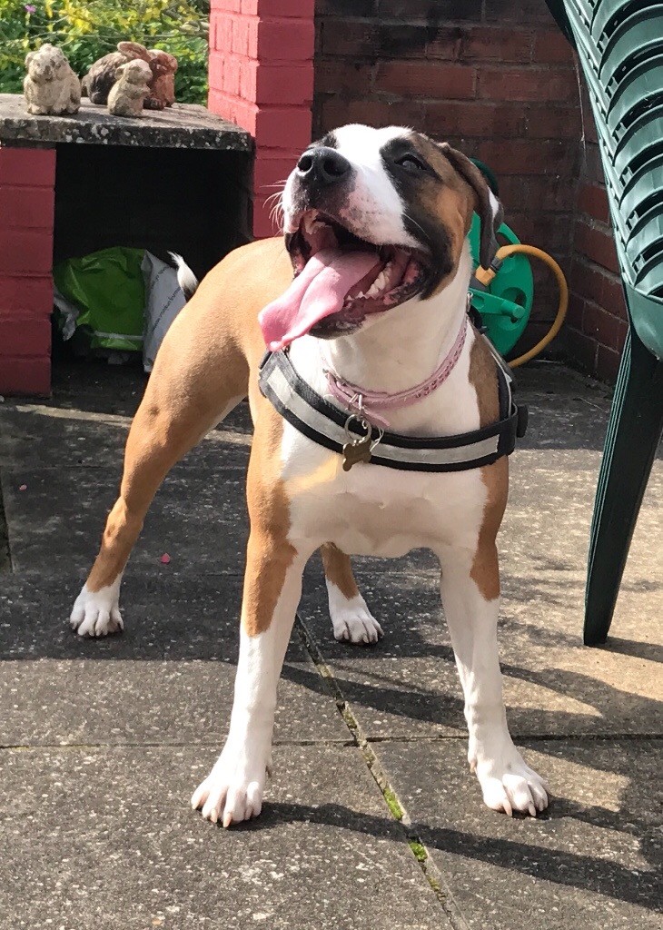 Staffordshire Bull Terrier x old English Bull dog x pocket bully in Watton, Norfolk Gumtree