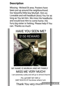 Missing Family Member  Lost & Found  Gumtree Australia Moira Area