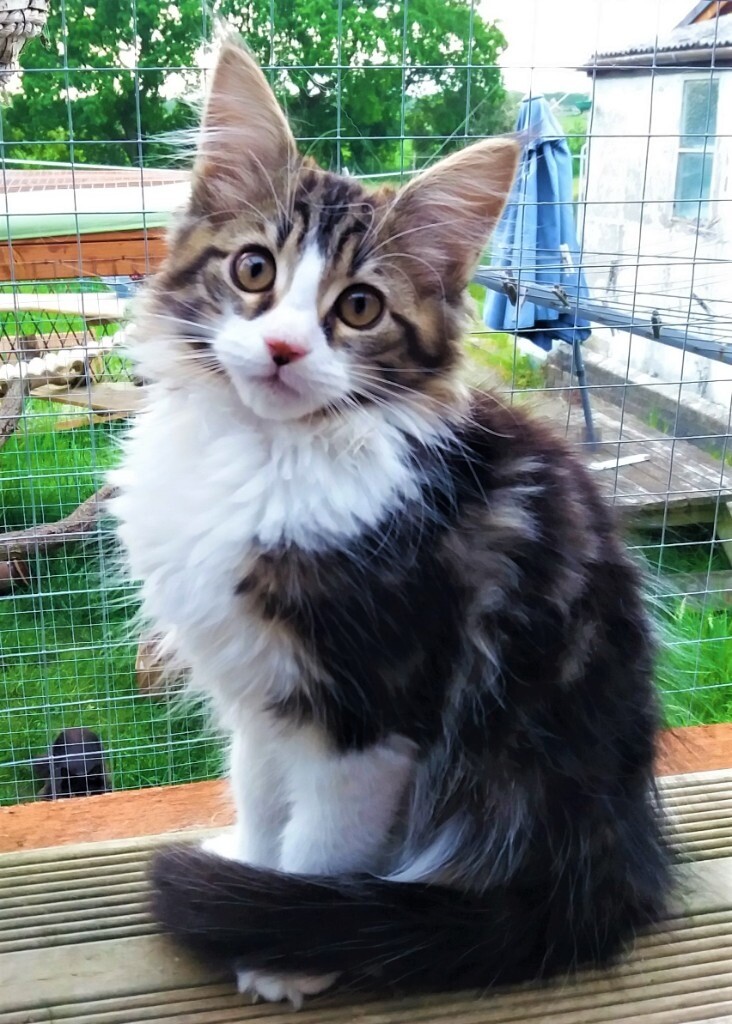 Half Maine Coon cross Kitten TABBY boy *Vet Health Checked
