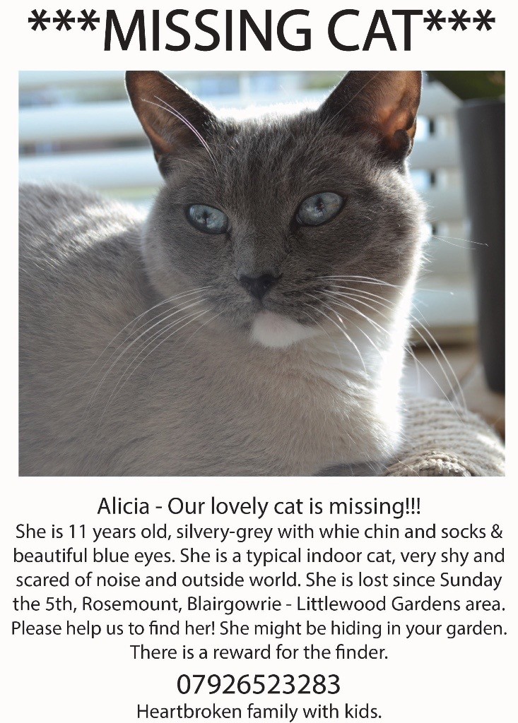 Missing cat please help! in Blairgowrie, Perth and Kinross Gumtree
