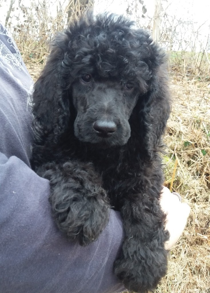 Standard Poodle Puppies Vet Checked & Ready Now in Glynneath, Neath