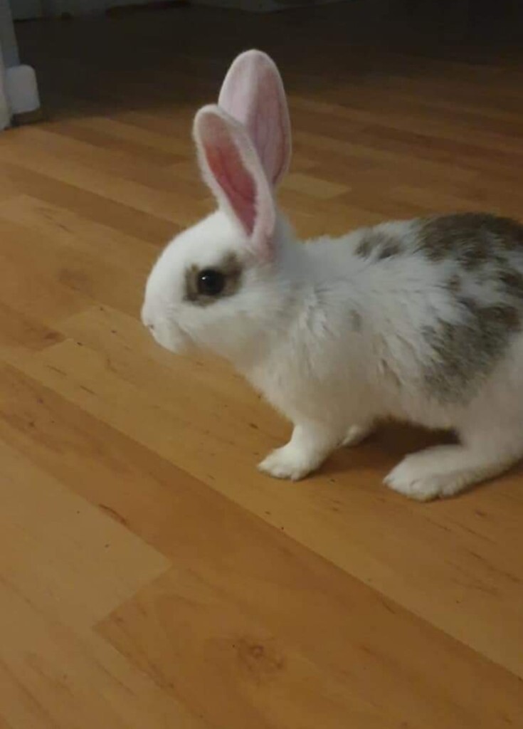 Bunny rabbit 10 weeks old in Porth, Rhondda Cynon Taf Gumtree