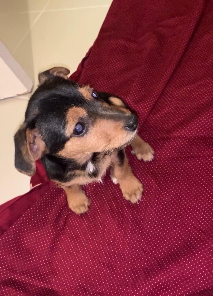 Puppies Jack Russel in Leeds, West Yorkshire Gumtree