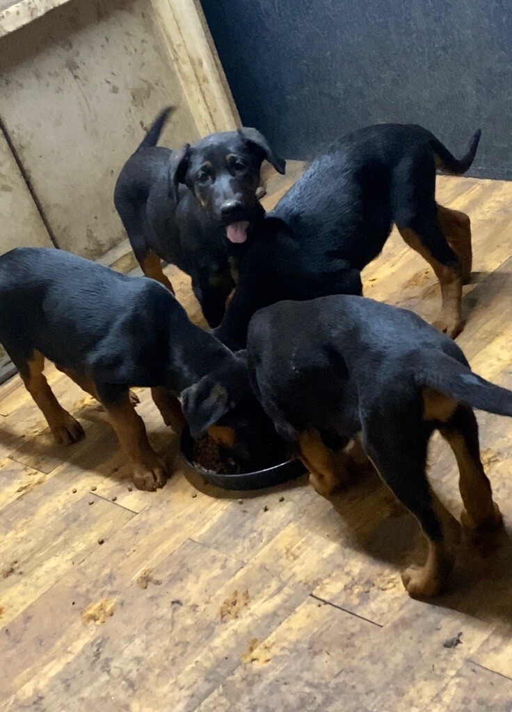 Gsd x Doberman puppies just 2 boys left! Ready to leave in Blackley